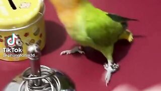 Intelligent Lovebird
