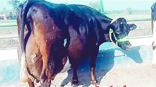 100 litter milking cow | World Biggest Udder Cow