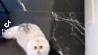 Cute cats