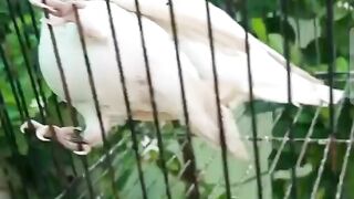 love bird albino red eyes commercial item