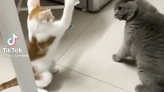 Cats fight