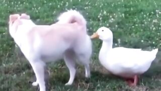 cat funny video
