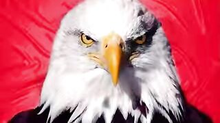 Eagle Vedio