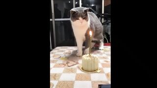 funny animals video