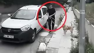 Treat animals How you would Treat a Human