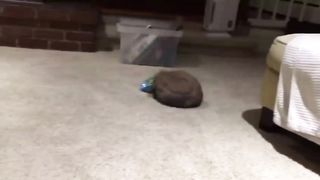 new animals videos