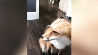 Funny Animal Videos #4