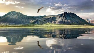 Relaxing music video - the beautiful birds