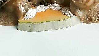 four funny African Snails eat Pumpkin