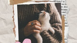 Cute cat is playing