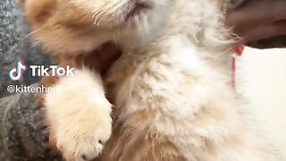 Funny cat