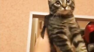 Cute cats video