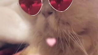 Simba cat |cat lover