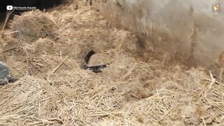 Big King Cobra Snake