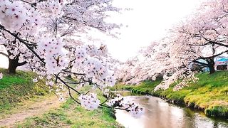 Beautiful flowers garden