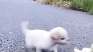 funny chicky