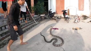 King Cobra Most Venomous Snake