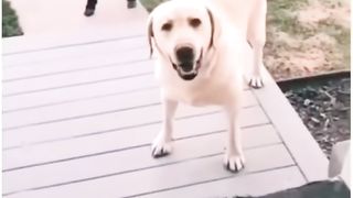 When your dog brings home a friend  Via dailyreeels_720p