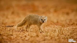 King Cobra VS Yellow Mongoose
