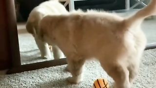 fynny puppy playing with mirror
