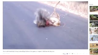 Python VS Mongoose