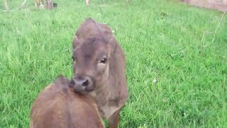 The calf jumped on the calf