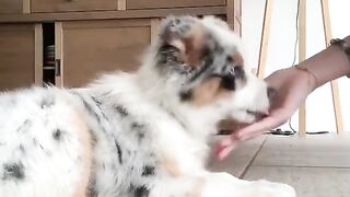 Cute Dog - Best Of The 2021 Funny Dog Videos - TRY NOT TO LAUGH!