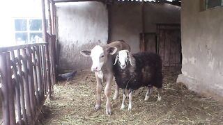 Thoroughbred calf