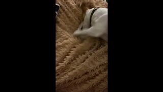 Отдайте мне игрушку!
