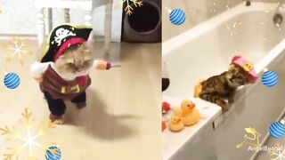СМЕШНЫЕ ЖИВОТНЫЕ. КОТЫ. БЕЛКИ. ЛЮДИ))
