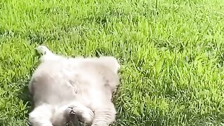 Кот отдыхает на травке