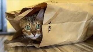 Смешные Коты и Кошки №2 