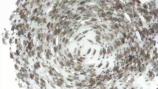 Олени водят хоровод
