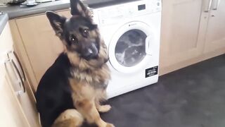 Провинившийся пёс не может смотреть хозяйке в глаза