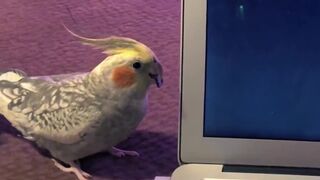 Реакция попугая на ролик, где он напевает рингтон iPhone