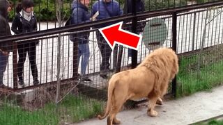 Они Пожалели, что Сделали Это! Случаи с Животными Снятые на Камеру