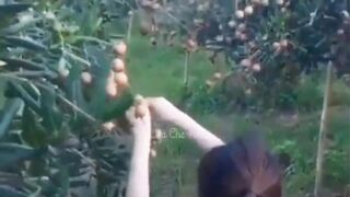 Si Cantik Mainya Dikebun