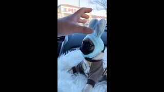 Funny Dog Compilation - Best Of The 2021 Funniest Dogs Videos - TRY NOT TO LAUGH CHALLENGE!