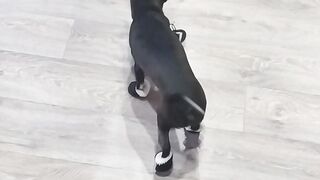 Learning to walk.
