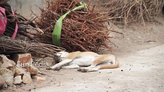 Fake Big Lion Prank Dog So Funny Can Not Stop Laugh Must Watch New Funny Prank Video 2021.mp4