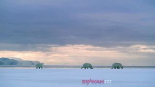 Охота белого медведя на кольчатого тюленя.