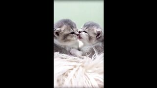 Aww Cute Baby Cats and Dogs - Baby Animals Compilation - Best Of The 2021 Funny Animals!