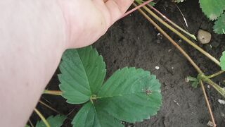 New fruit