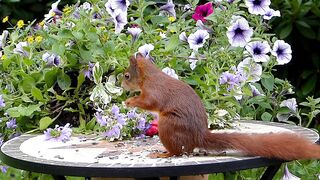 The squirrel eats seeds
