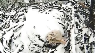 World's amazing video #shortsbreak