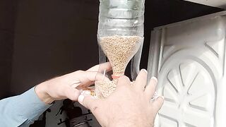 Birds food  Home