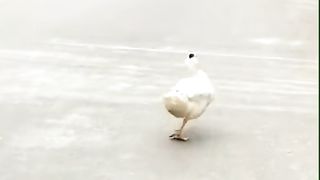 Funny videos from Tik Tok