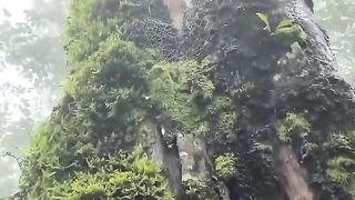 Quran Sura Duha