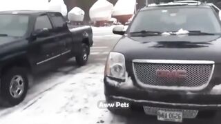Funny cats