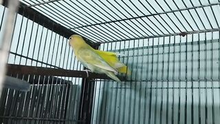Lovebird Mutation Breeding Setup Of Raffay HRS Aviary in Urdu